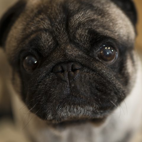 Enzo Frankly Media